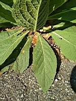 Molene Bouillon blanc (2)